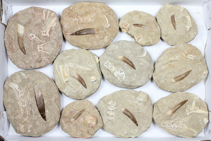 Flat: Real Fossil Plesiosaur Teeth In Matrix - Pieces #98235